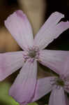 Sticky catchfly